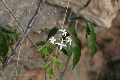 Jasminum flexile